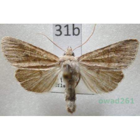 Parastichtis suspecta (Hübner, 1817) Czech31b